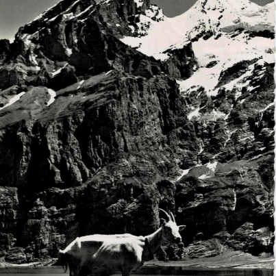 Goats de Rhone, Switzerland
