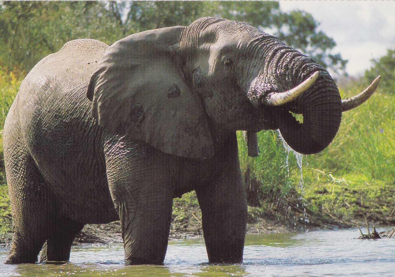 Elephant bull, Motswari Mbali, Transvaal