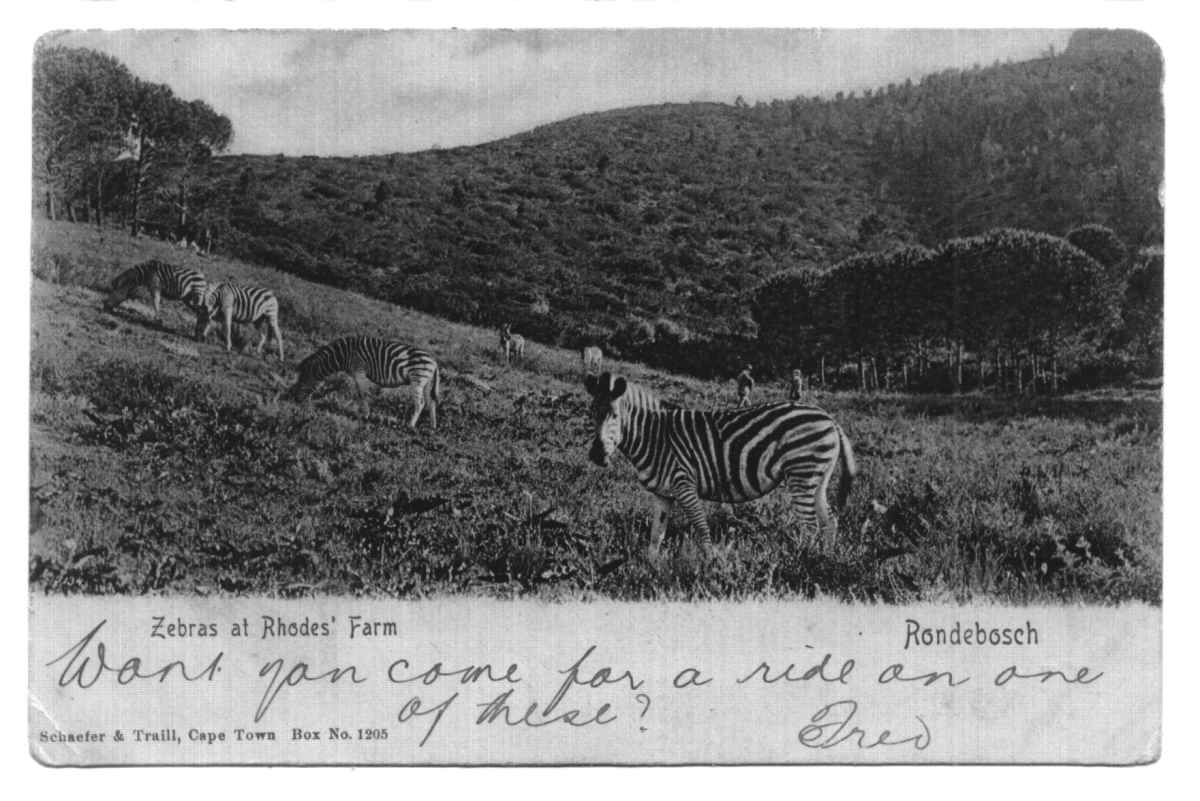 Rondebosch, zebras at Rhodes' farm