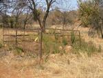 1. Overview  of  Koedoesfontein farm cemetery - Potchefstroom