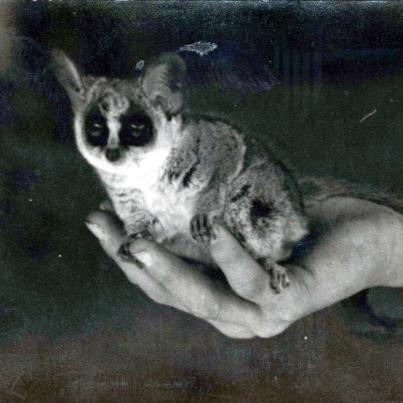 Bushbaby