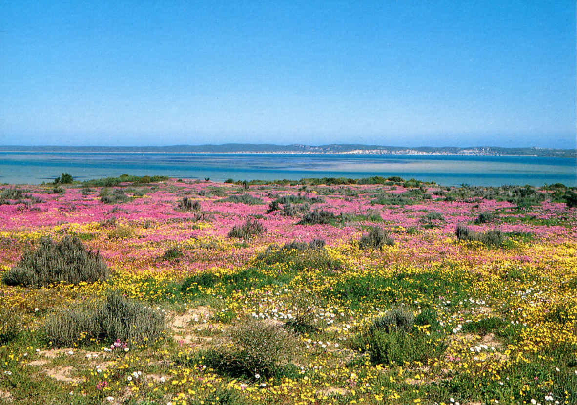 West Coast National Park View of the Lagoon