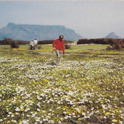 Springtime hazard at Milnerton Gholf Club, Cape