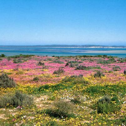 West Coast National Park View of the Lagoon