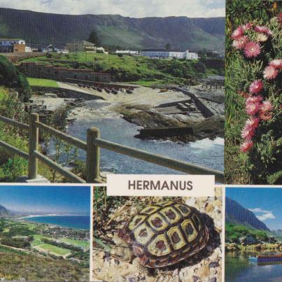 Hermanus