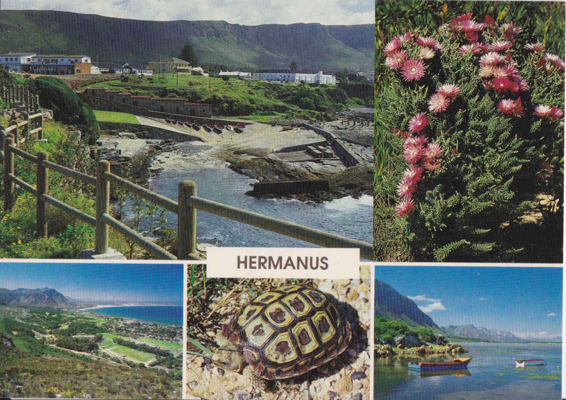 Hermanus