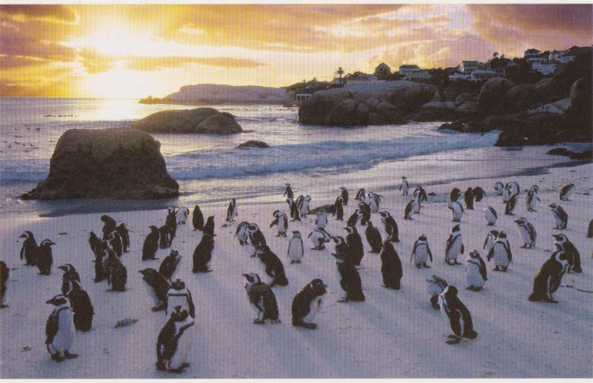 Boulders Beach, Cape Peninsula