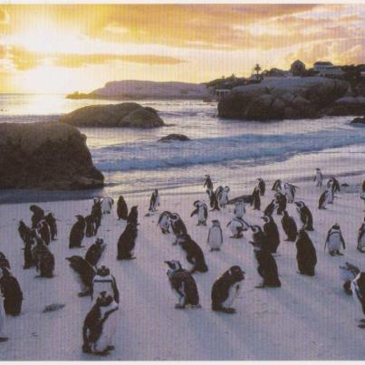 Boulders Beach, Cape Peninsula