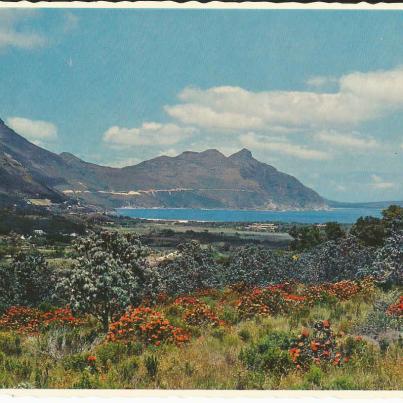 Houtbaai, Uitsig oor die vallei met Silwerbome op die voorgrond