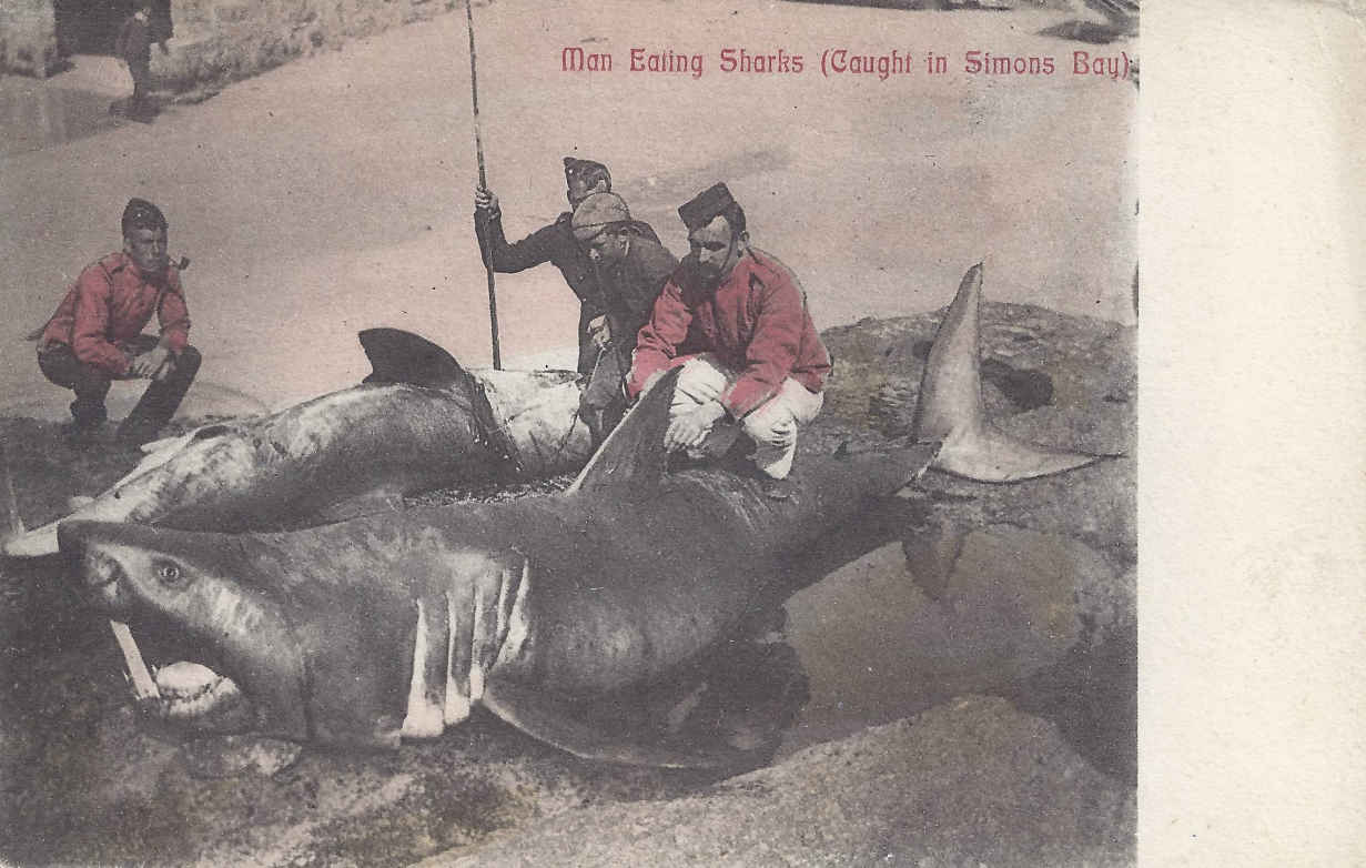 Man eating sharks caught in Simons Bay, postal cancellation 1903