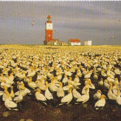 Cape Gannets, Addo Elephant Park