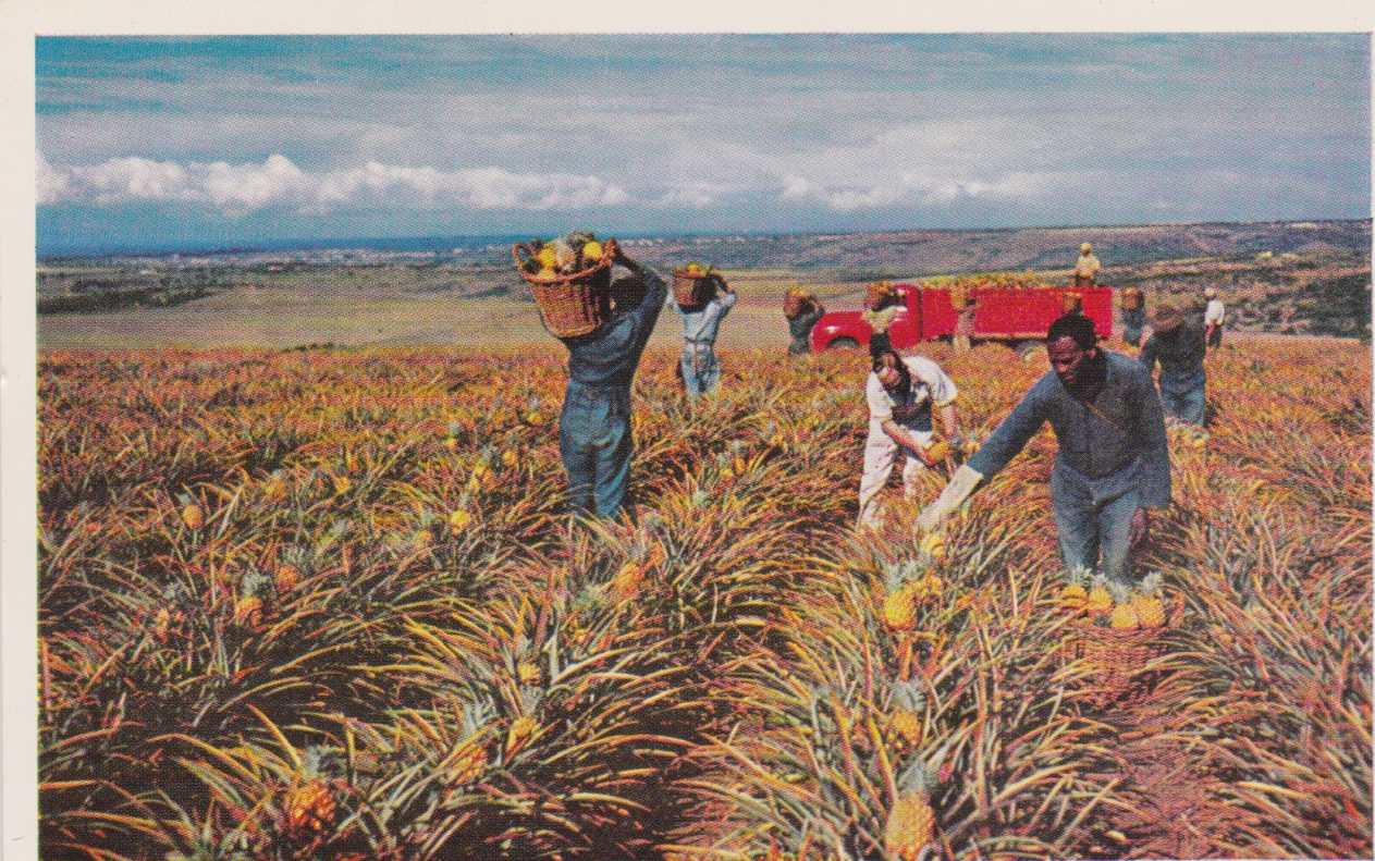 Harvesting Pineapples