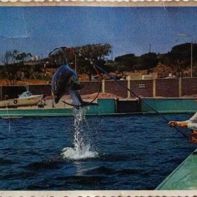 Port Elizabeth, Dolfyn in See-akwarium