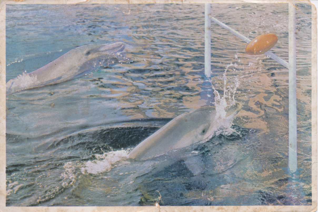 Dolphins PE Oceanarium 1967