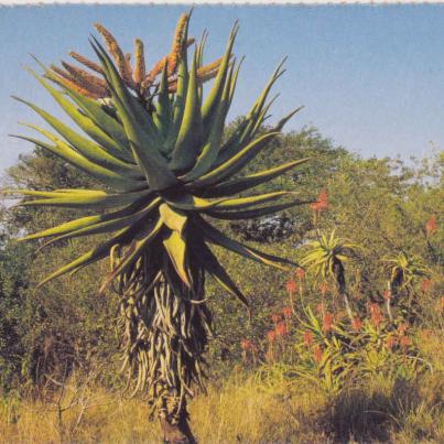 Aloe Marlothi