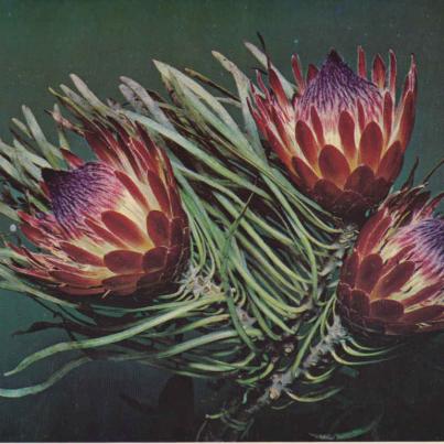 Protea Minor