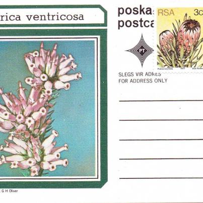 Erica ventricosa