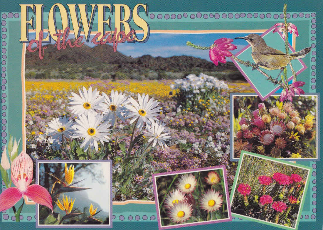 Flowers of the Cape