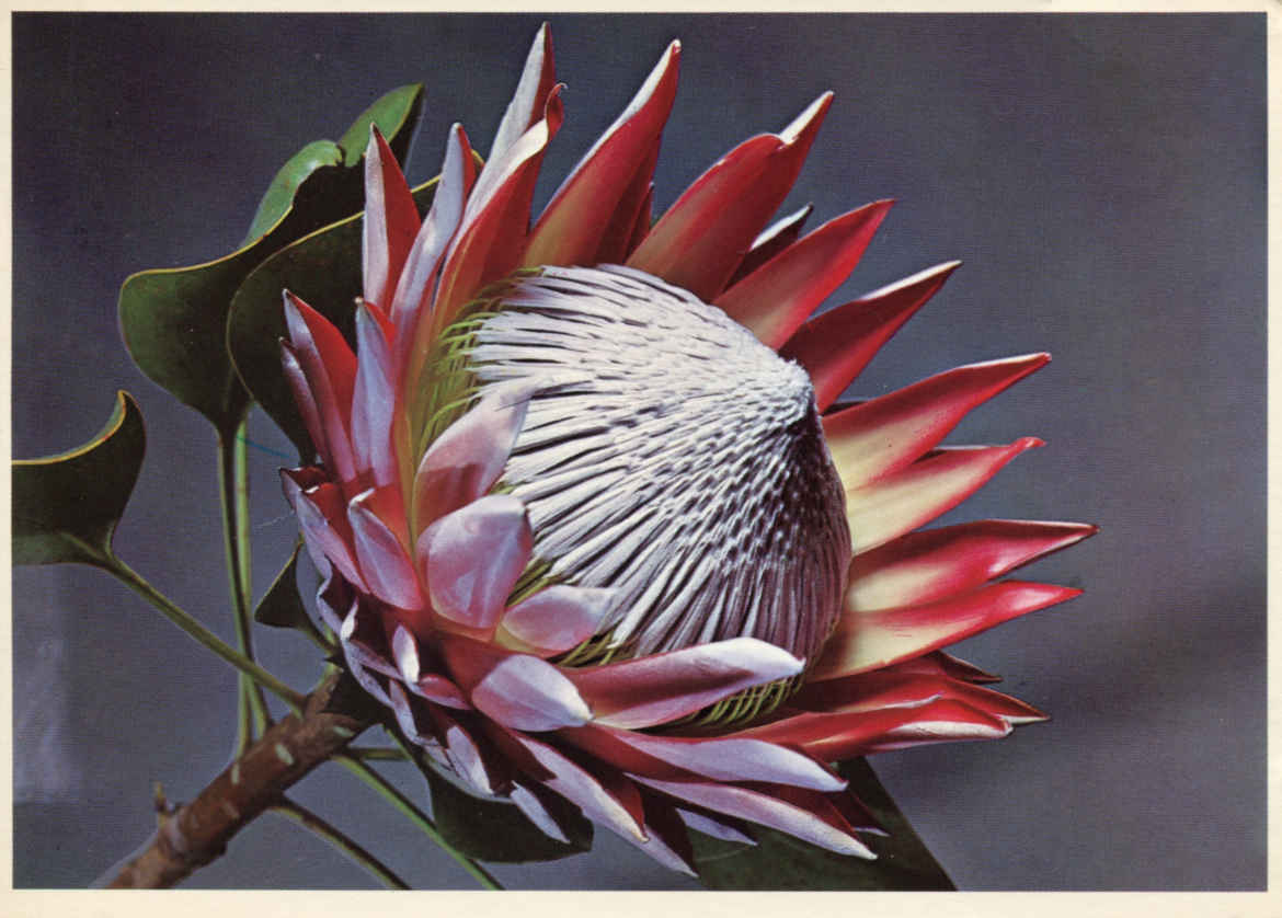 Giant Protea