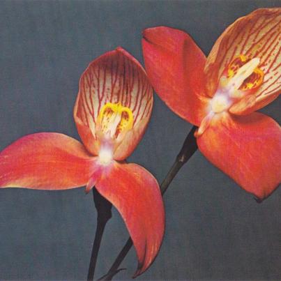 Disa Uniflora, National Flowert of the Cape