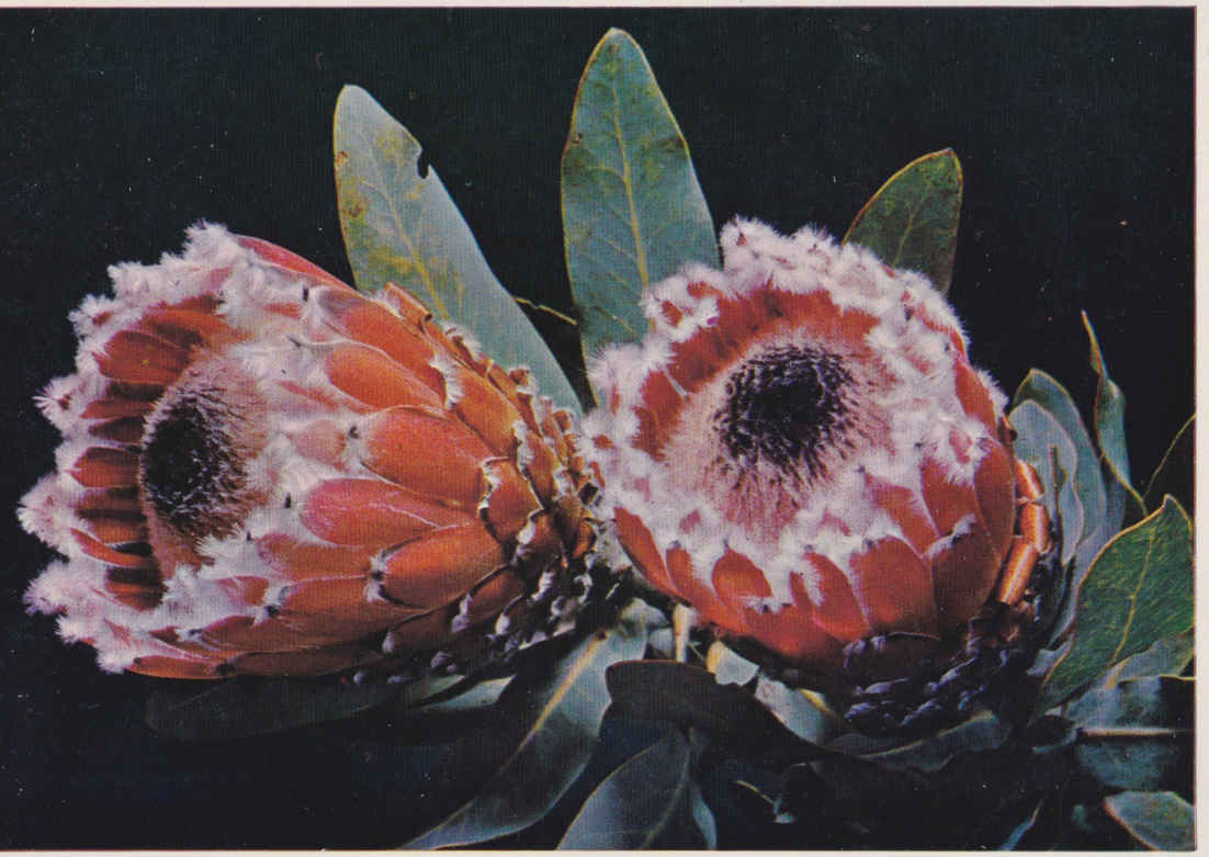 Protea Barbigera - Bearded protea