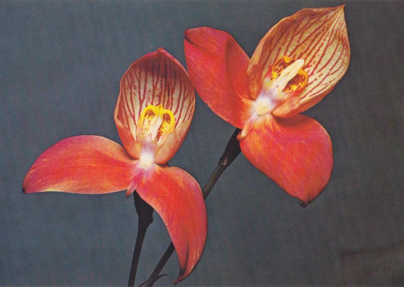 Disa Uniflora, National Flowert of the Cape