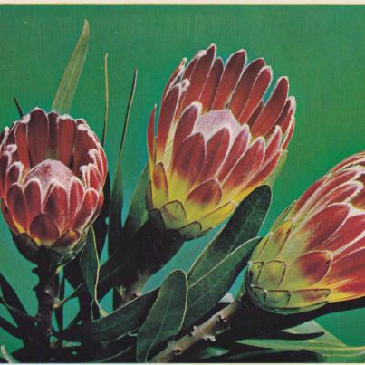 Protea Compacta - Botrivierprotea