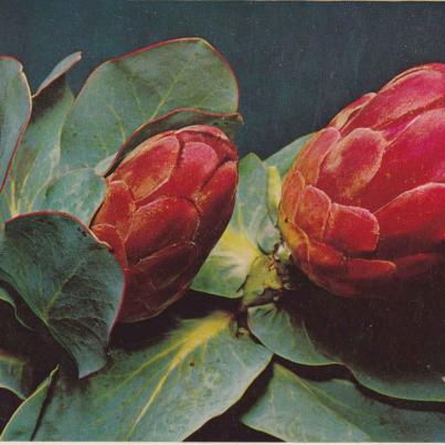 Protea Grandiceps