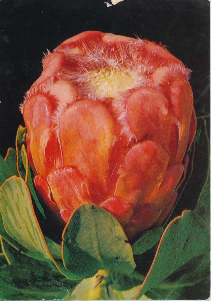 Protea Grandiceps