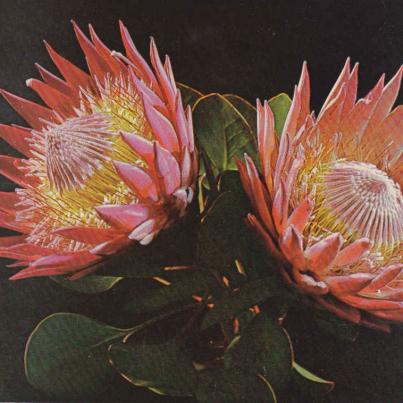 Protea Cynaroides