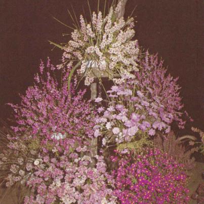 Dipidax, Agretjie, Scabiosa, Balsem mienie, Cineraria