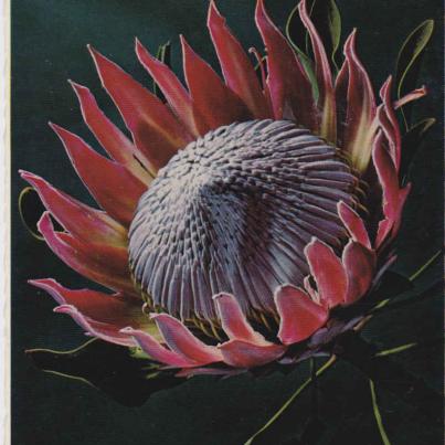 Protea Cynaroides - King's protea