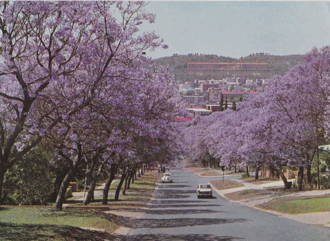 Jacaranda time, Pretoria