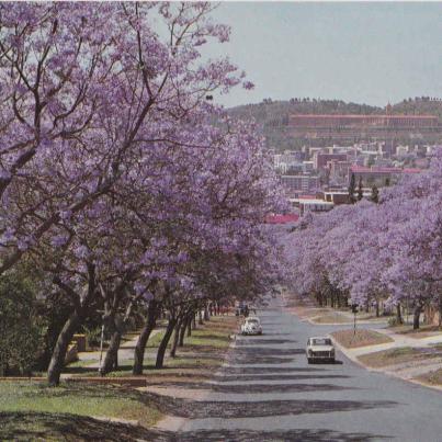 Jacaranda time, Pretoria