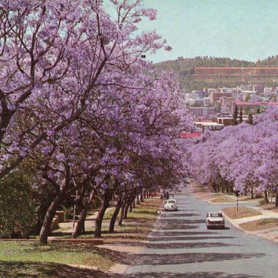 Pretoria Jakarandatyd