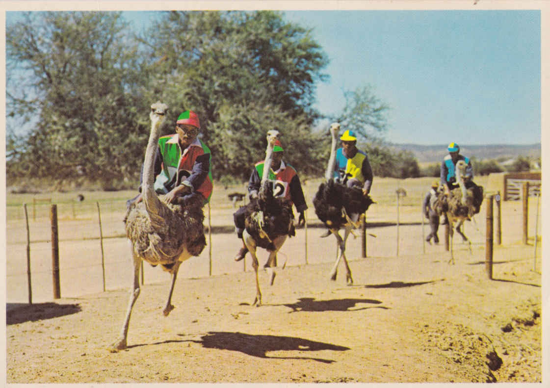 Ostrich race, High Gate, Oudtshoorn