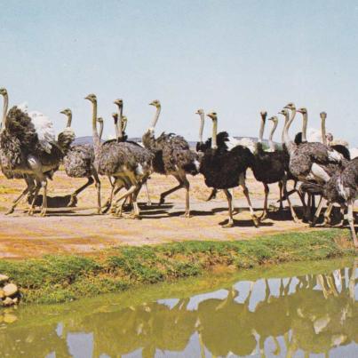 Ostriches