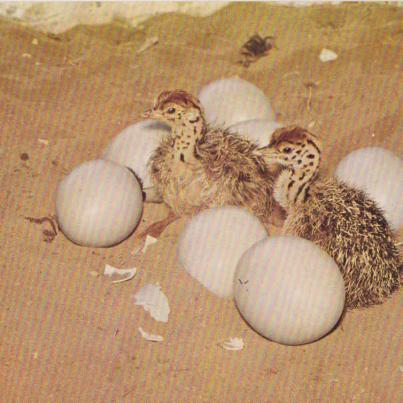 Newly hatched Ostrich chickens