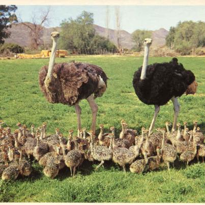 Oudtshoorn Mother and Father Ostrich keep a watchful eye on their chicks