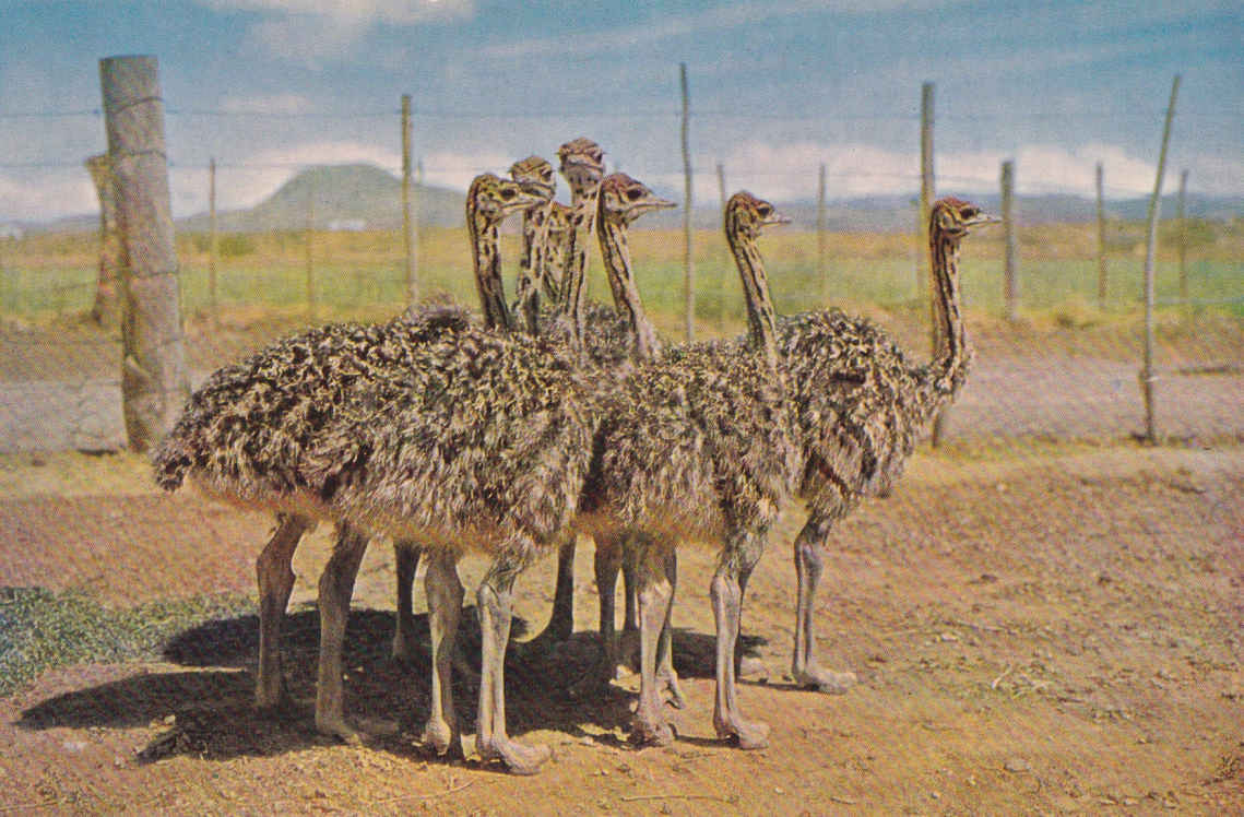Three month old Ostrich chicks