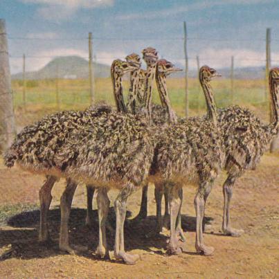 Three month old Ostrich chicks