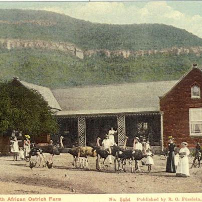 Cape Province Oudtshoorn, A South African Ostrich Farm