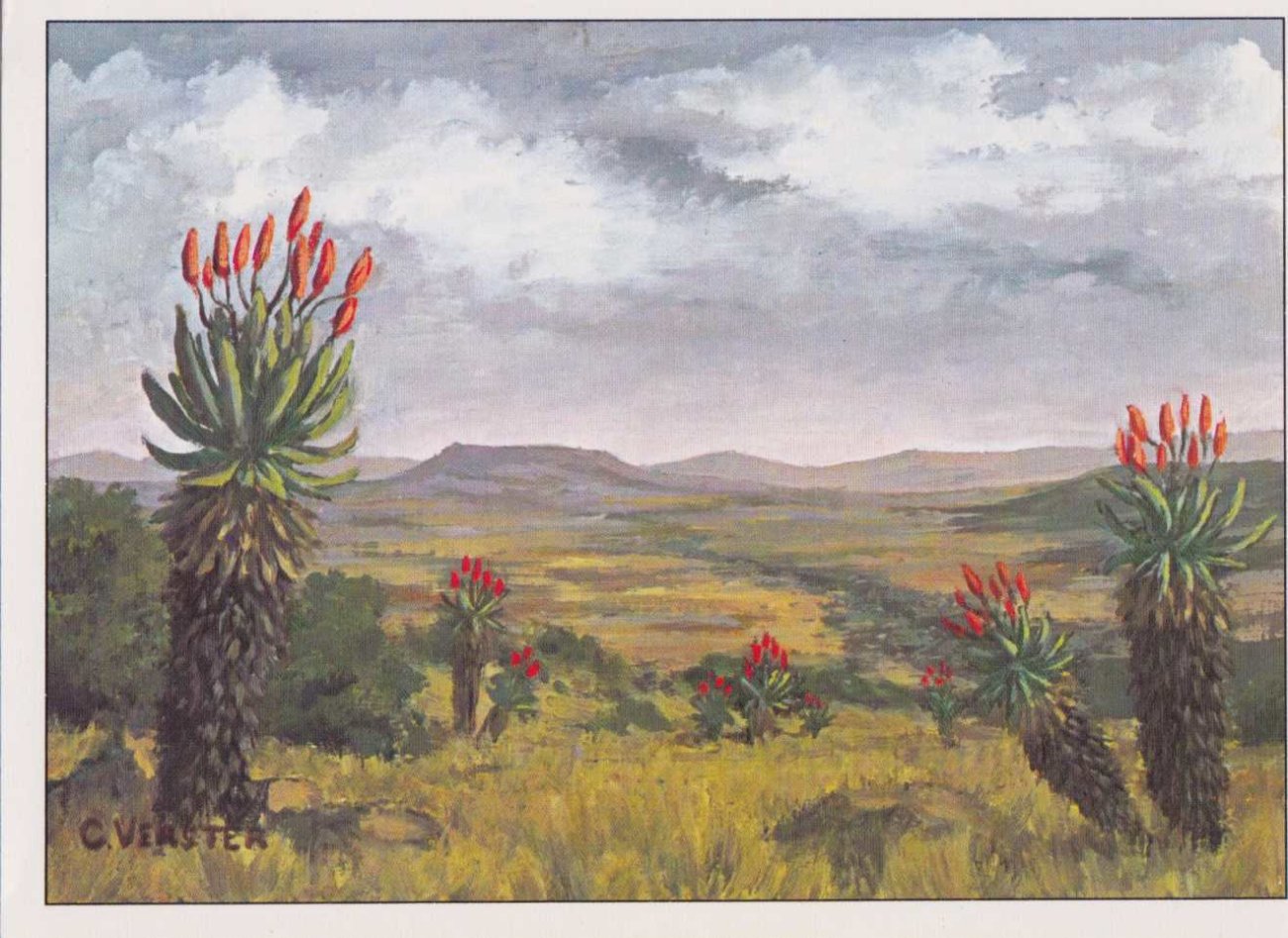 Aloes, Greetings Card
