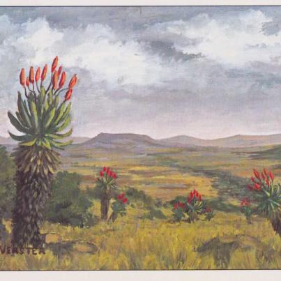 Aloes, Greetings Card