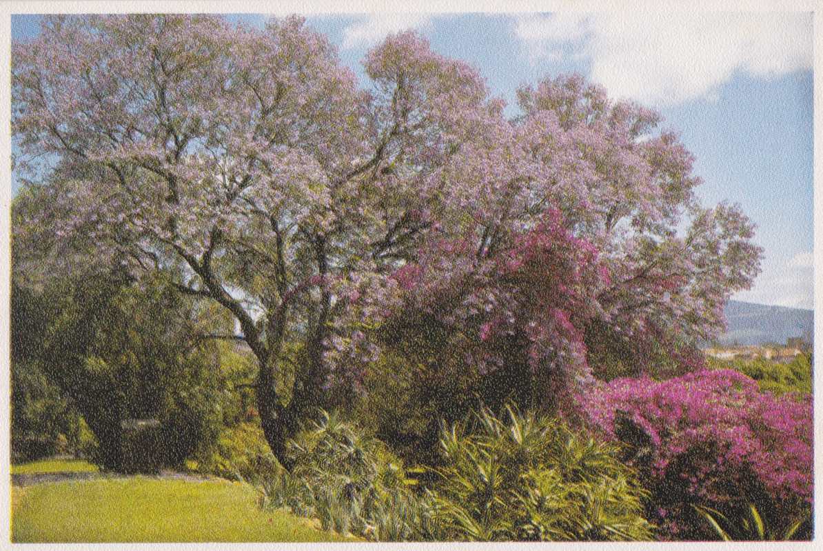 Greetings Card, Jacaranda