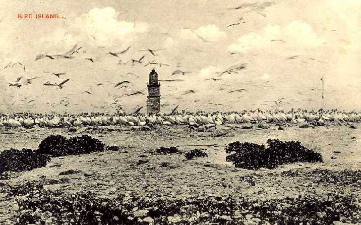 Bird Island
