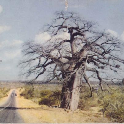 Boabab tree near Messina