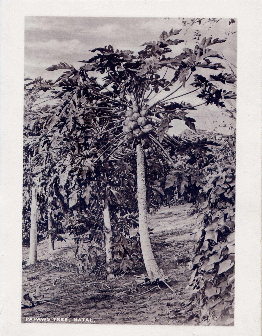 Natal, Papaws Tree, Natal
