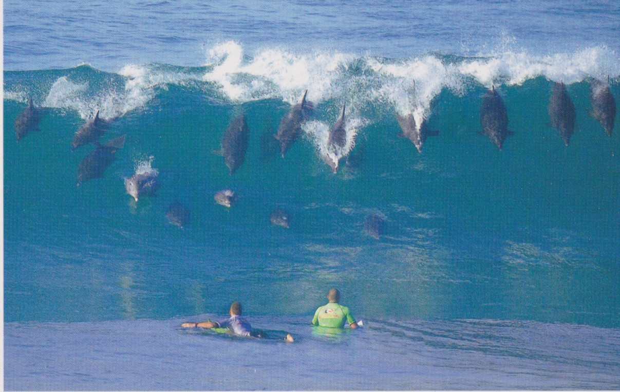Bottlenose Dolphins, South Africa