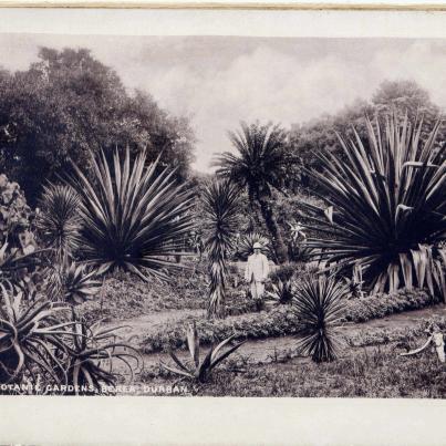 Natal, Botanic Gardens, Berea, Durban